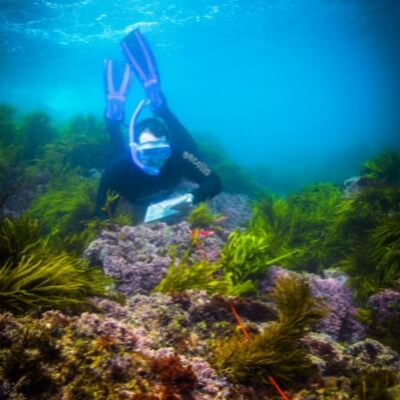 Sydney Institute of Marine Science - diver underwater